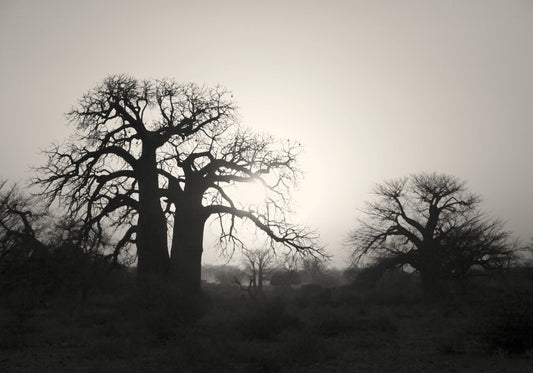 Baobab Collection No.2