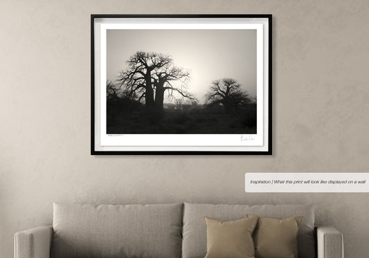 Baobab Collection No.2