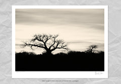 Baobab Collection No.3