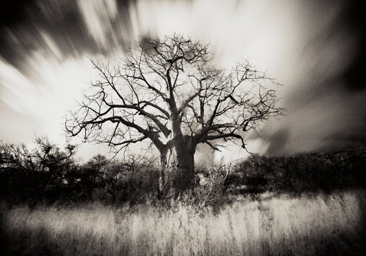 Baobab Collection No.4