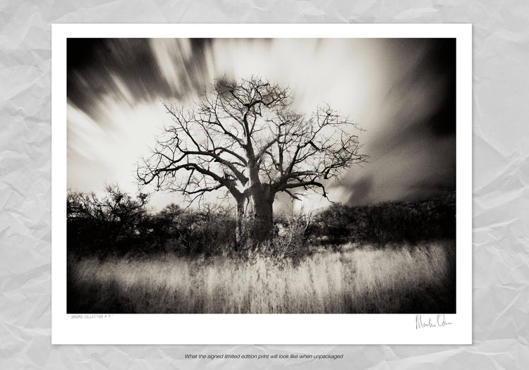 Baobab Collection No.4