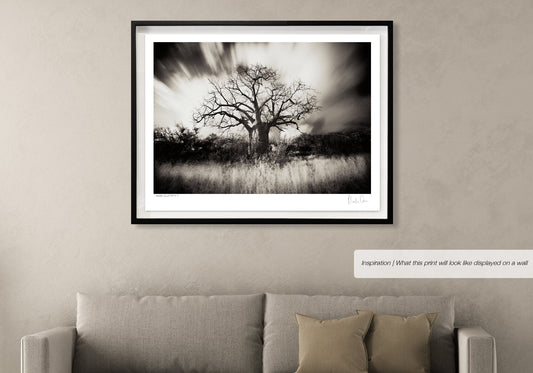 Baobab Collection No.4