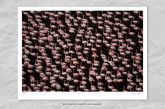 Stand of Flamingos