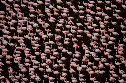 Stand of Flamingos
