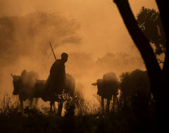 Maasai Shepherd