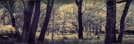 Majestic Sacred Forest