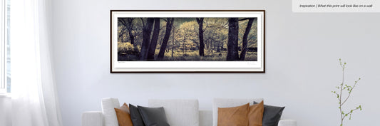 Majestic Sacred Forest