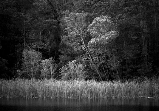 Ebony & Ivory - Leopards Lake