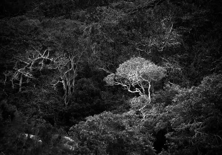 Ebony & Ivory - Stark