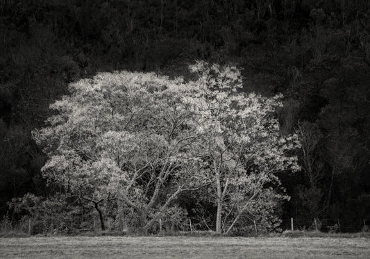 Ebony & Ivory - Natures Valley
