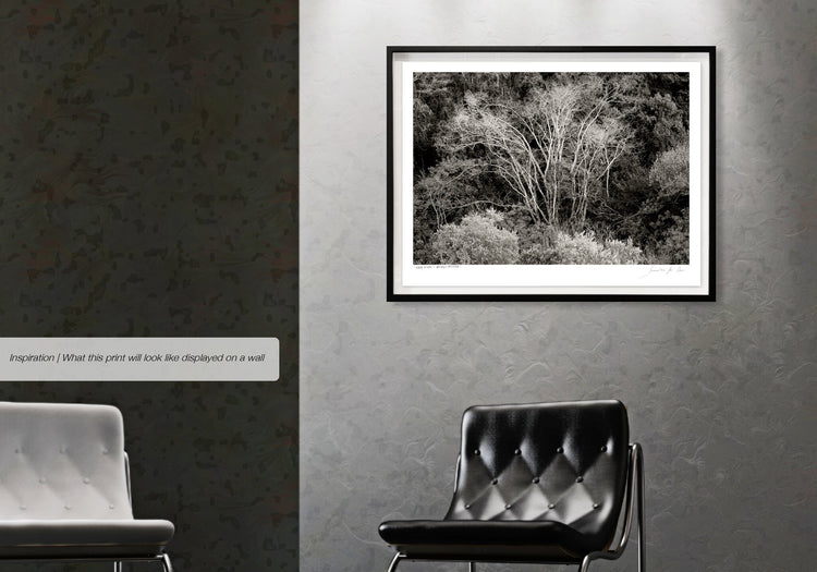 Ebony & Ivory - Natures Pattern