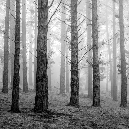 Ebony & Ivory - Woodlands