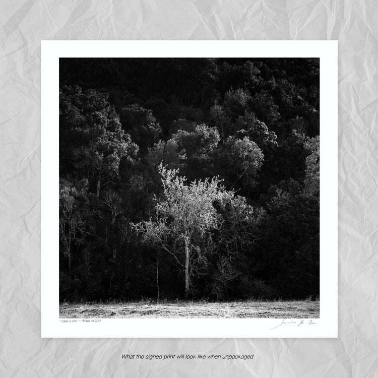 Ebony & Ivory - Shadow Tree