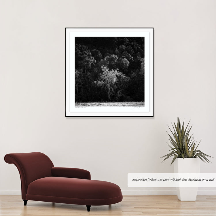 Ebony & Ivory - Shadow Tree