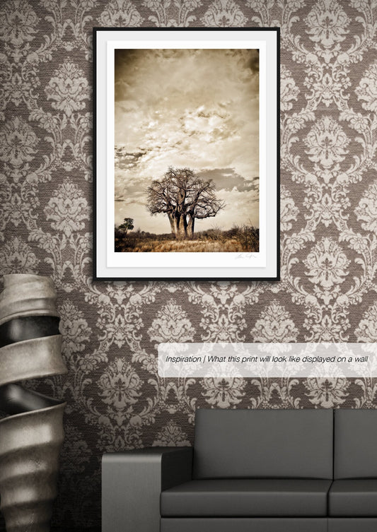 Baobab Hierarchy No.3