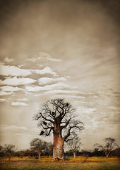 Baobab Hierarchy No.5
