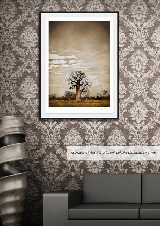 Baobab Hierarchy No.5