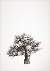 Baobab Legacy No.1