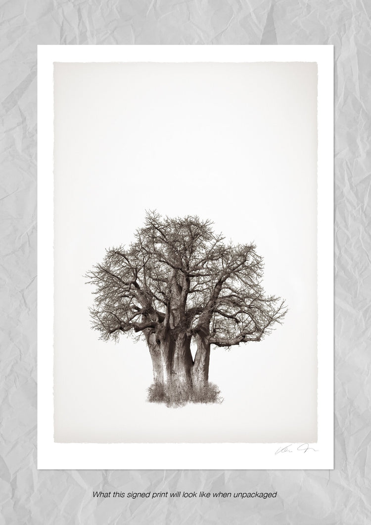Baobab Legacy No.3
