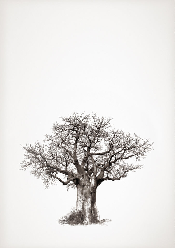 Baobab Legacy No.4