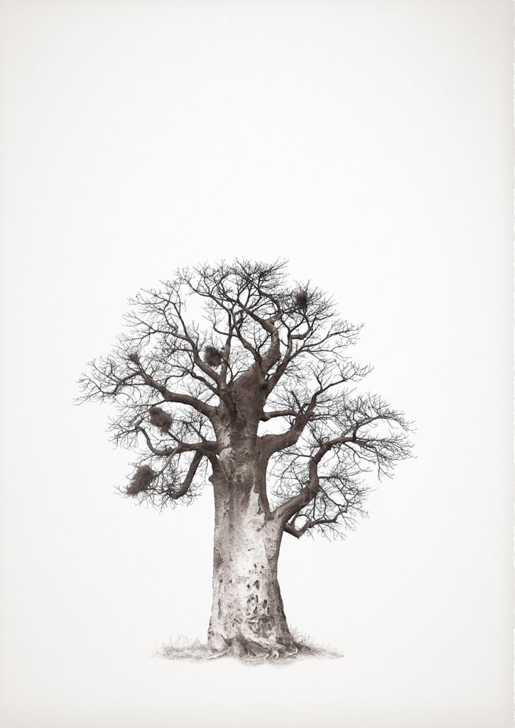 Baobab Legacy No.5