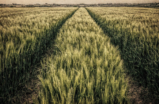 Wheatfield with Tractor Tracks