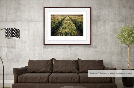 Wheatfield with Tractor Tracks