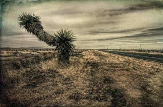 Landscape with Palm Trees