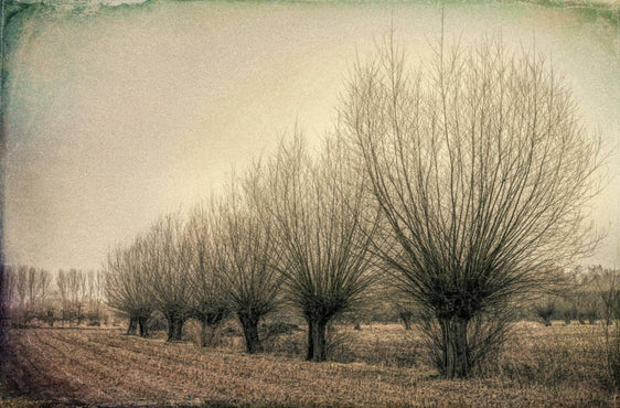 Landscape with Bare Trees