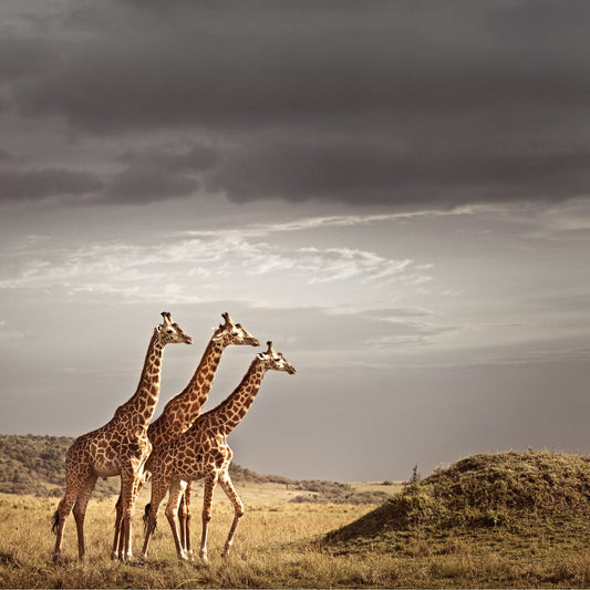 Trilogy No.1 | Pride of Africa