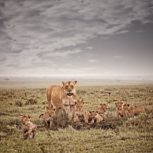 Mara Harmony No.1 | Pride of Africa