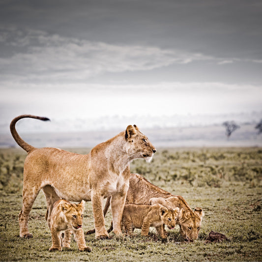 Mara Harmony No.2 | Pride of Africa