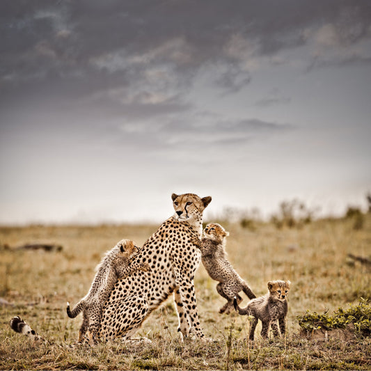 Pride and Joy No.1 | Pride of Africa