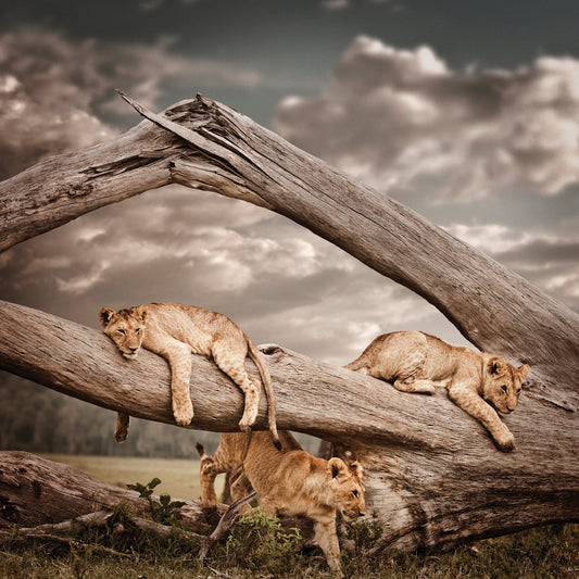 Spirit of Discovery | Pride of Africa