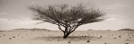 Arid Wilderness No.1