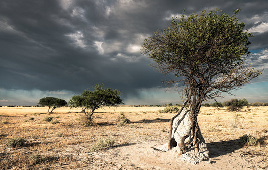 Lone Ghost Tree No.2