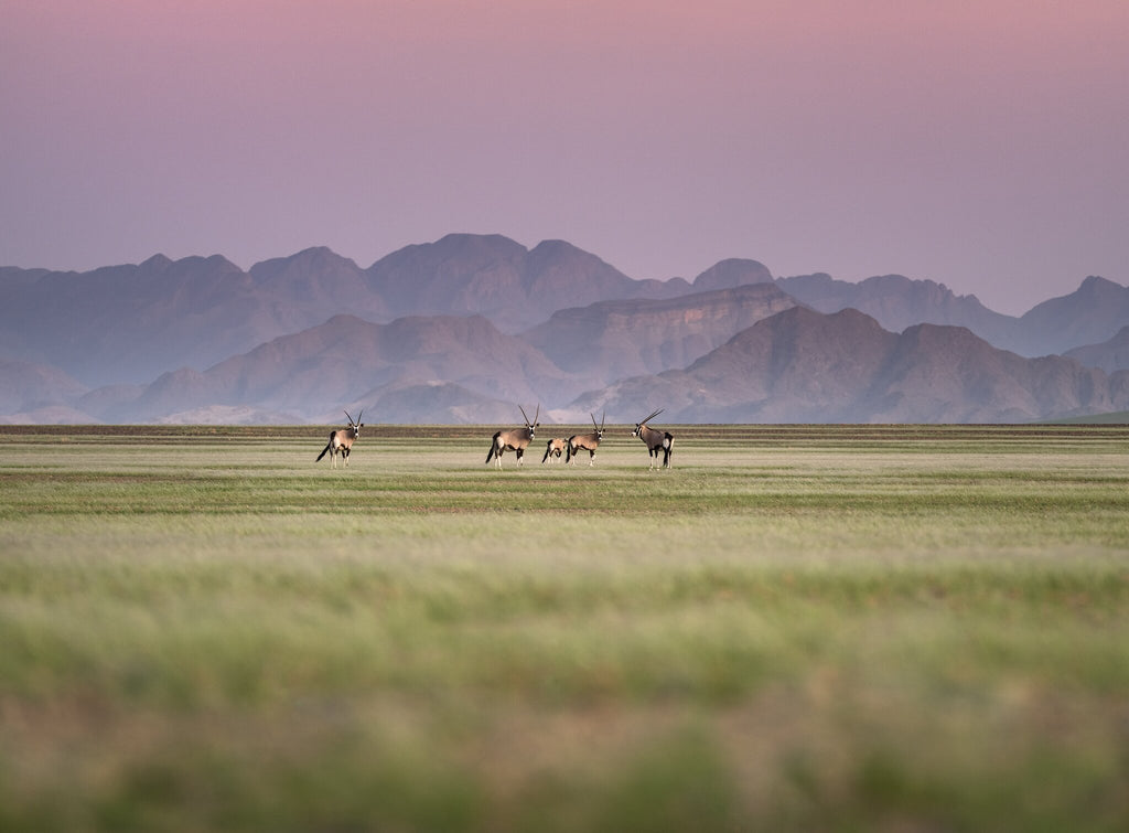 Sentinels of the Desert | Namib in Flood