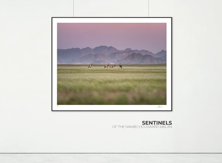 Sentinels of the Desert | Namib in Flood