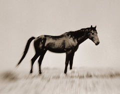 Wild Horses of the Namib No.2