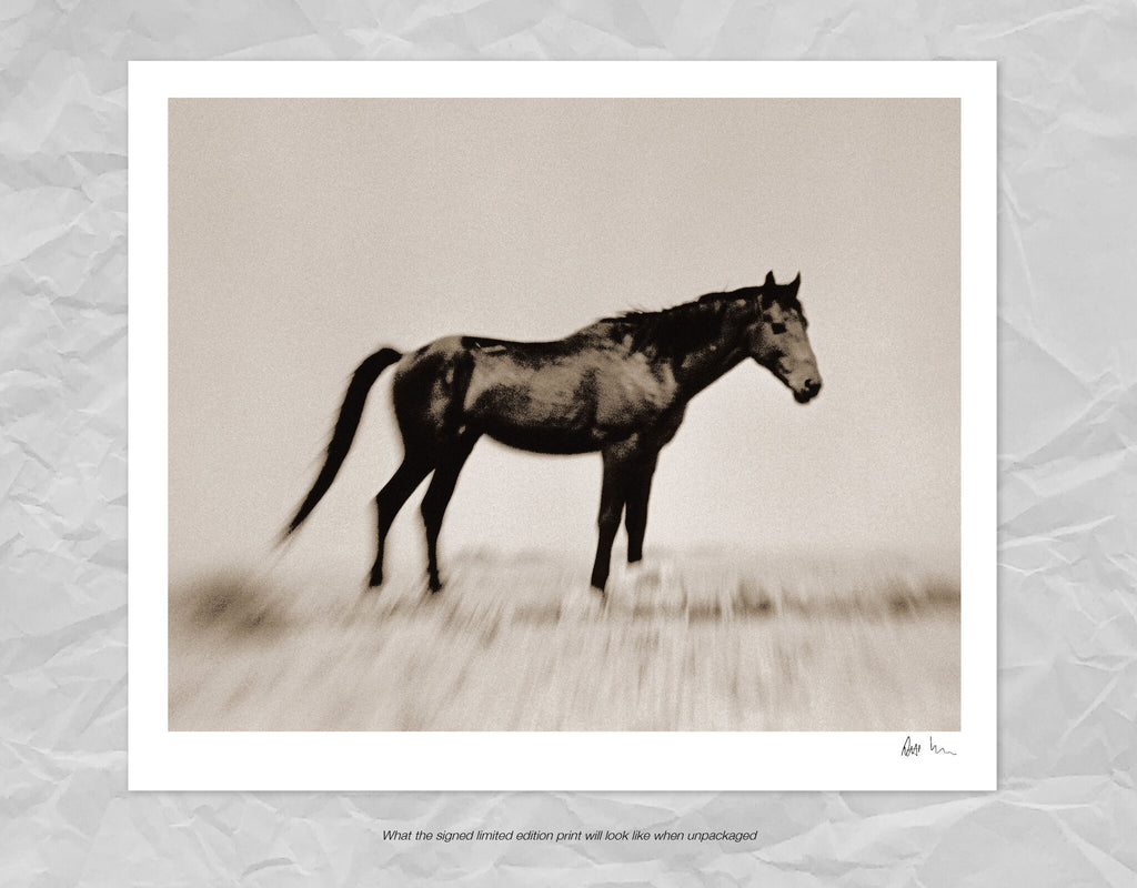 Wild Horses of the Namib No.2