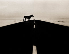 Wild Horses of the Namib No.3