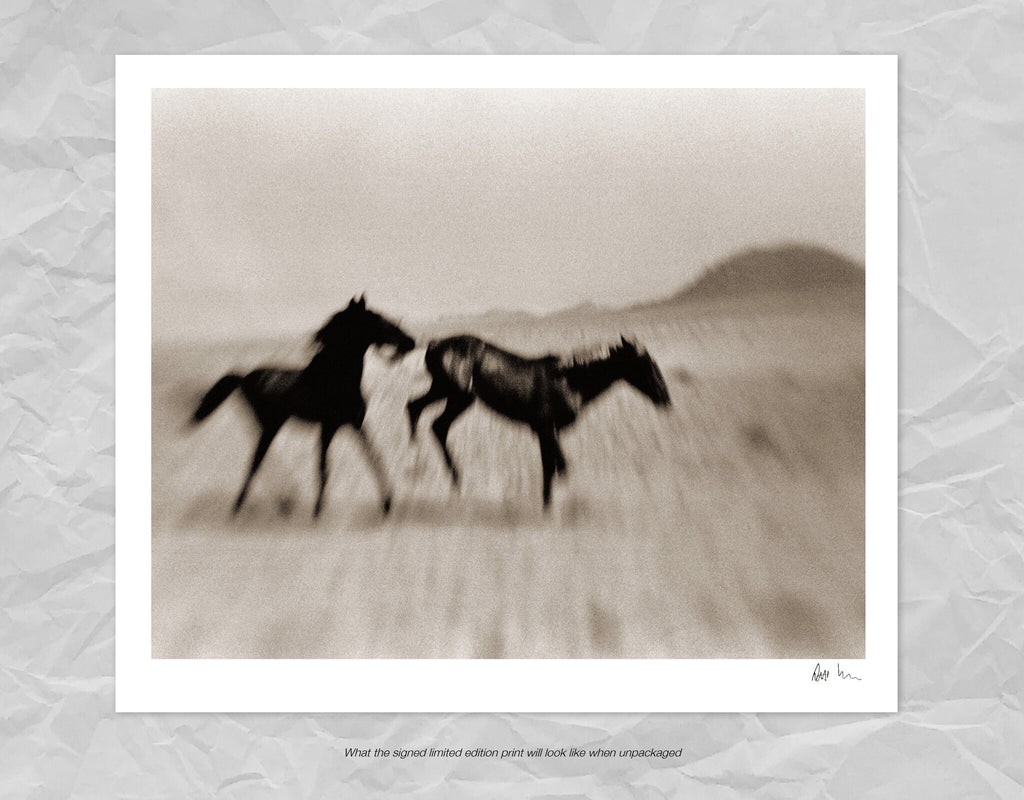 Wild Horses of the Namib No.5