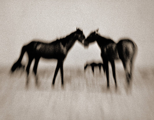 Wild Horses of the Namib No.4