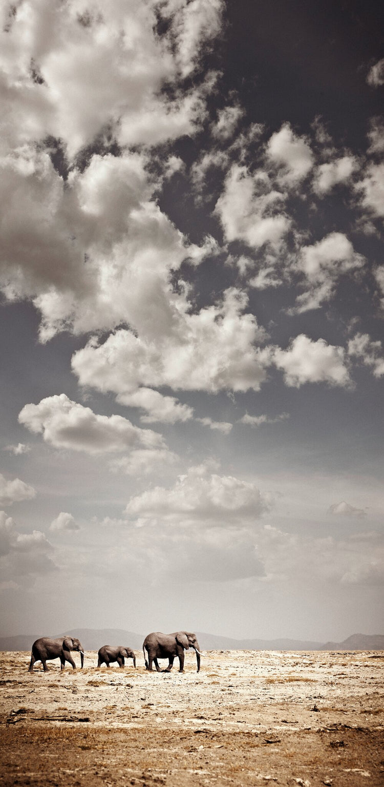 Crossing at Amboseli | Pride of Africa