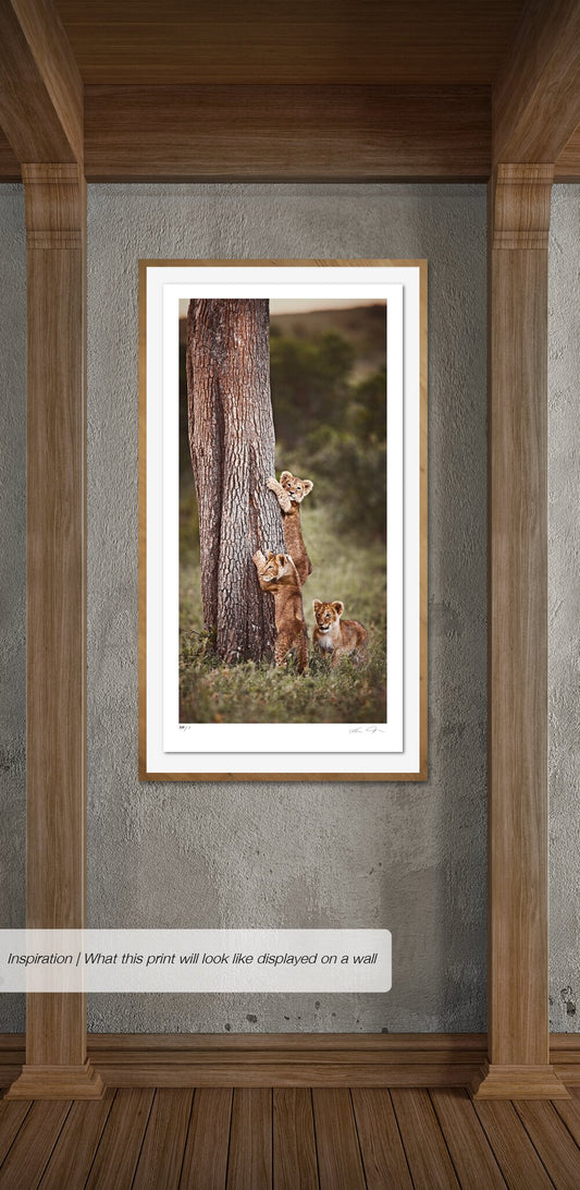 Innocent Pride No.1 | Pride of Africa